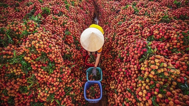 Vải Thiều Bắc Giang - Đặc sản vùng trung du