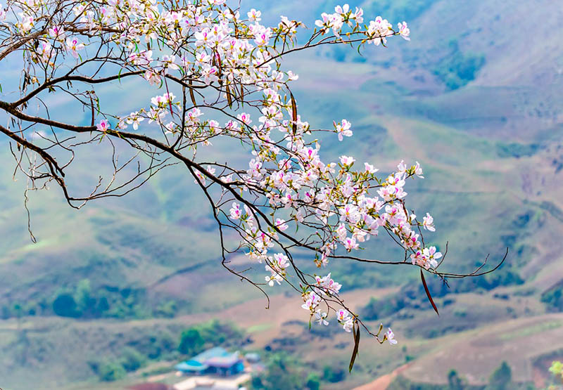 Điện Biên mùa hoa ban nở tuyệt đẹp