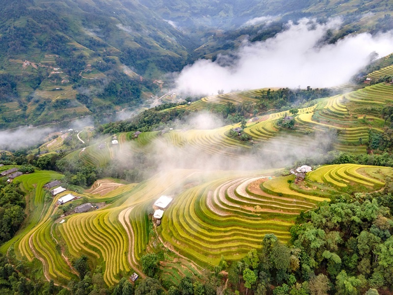 Ruộng bậc thang Hoàng Su  Phì tỉnh Hà Giang mùa lúa chín